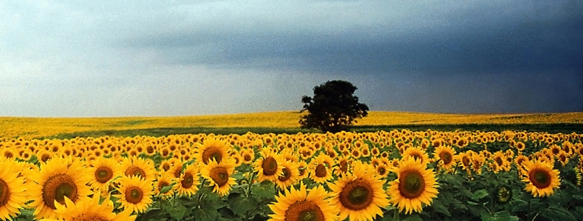 field of sunflowers